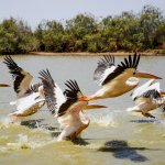 Pellicani bianchi in volo nel Parc National des Oiseaux du Djoudj - Foto Wikimedia Commons